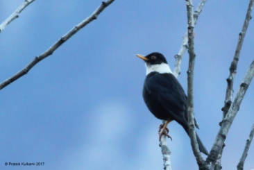 White-collared Blackbird
