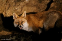 Himalayan Red Fox